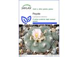 Saflax - Peyote - 20 Semi - Lophophora
