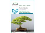 Saflax - Acero Tridente - 30 Semi - Acer
