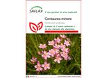 Saflax - Centaurea Minore - 250 Semi - Centaurium