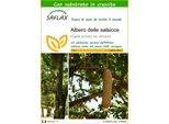 Saflax - Albero Delle Salsicce - 10 Semi - Con Substrato - Kigelia