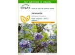 Saflax - Jacaranda - 50 Semi - Con Substrato - Jacaranda