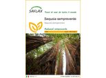 Saflax - Sequoia Sempreverde - 50 Semi - Sequoia