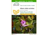 Saflax - Albero Delle Orchidee - 8 Semi - Con Substrato - Bauhinia