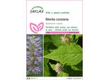 Saflax - Menta Coreana - 1200 Semi - Agastache