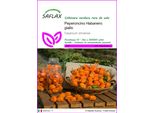 Saflax - Peperoncino Habanero Giallo - 10 Semi - Capsicum
