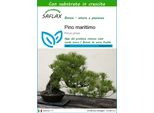 Saflax - Pino Marittimo - 6 Semi - Con Substrato - Pinus