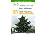Saflax - Cedro Dell Himalaya - 35 Semi - Con Substrato - Cedrus