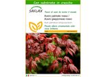 Saflax - Acero Palmato Rosso / Acero Giapponese Rosso - 20 Semi - Con Substrato - Acer