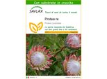 Saflax - Protea Re - 5 Semi - Con Substrato - Protea