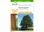 Saflax - Sequoia Gigante - 50 Semi - Con Substrato - Sequoiadendron