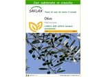 Saflax - Olivo - 20 Semi - Con Substrato - Olea