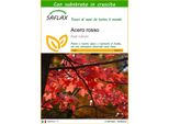 Saflax - Acero Rosso - 20 Semi - Con Substrato - Acer