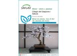 Saflax - Ciliegio Del Giappone / Sakura - 30 Semi - Prunus