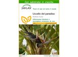 Saflax - Uccello Del Paradiso - 5 Semi - Con Substrato - Strelitzia