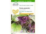 Saflax - Pianta Pipistrello - 10 Semi - Con Substrato - Tacca