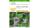 Saflax - Akebia A Cinque Foglie - 10 Semi - Con Substrato - Akebia
