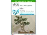 Saflax - Olivo - 20 Semi - Con Substrato - Olea