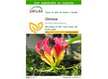 Saflax - Gloriosa - 15 Semi - Con Substrato - Gloriosa