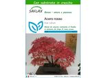 Saflax - Acero Rosso - 20 Semi - Con Substrato - Acer