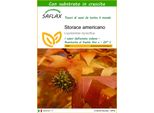 Saflax - Storace Americano - 100 Semi - Con Substrato - Liquidamber