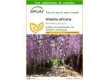 Saflax - Wisteria Africana - 15 Semi - Con Substrato - Bolusanthus