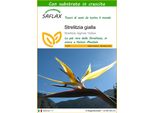 Saflax - Strelitzia Gialla - 4 Semi - Con Substrato - Strelitzia