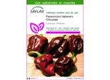 Saflax - Peperoncino Habanero Chocolate - 10 Semi - Con Substrato - Capsicum