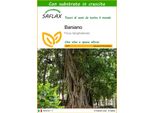 Saflax - Baniano - 20 Semi - Con Substrato - Ficus