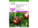 Saflax - Peperoncino Sweet Chocolate - 10 Semi - Con Substrato - Capsicum
