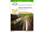 Saflax - Sequoia Sempreverde - 50 Semi - Con Substrato - Sequoia
