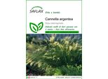 Saflax - Cannella Argentea - 50 Semi - Stipa