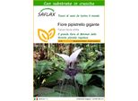 Saflax - Fiore Pipistrello Gigante - 10 Semi - Con Substrato - Tacca