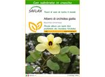 Saflax - Albero Di Orchidea Gialla - 30 Semi - Con Substrato - Bauhinia