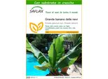 Saflax - Grande Banano Delle Nevi - 10 Semi - Con Substrato - Ensete