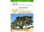 Saflax - Cedro Libanese - 20 Semi - Con Substrato - Cedrus