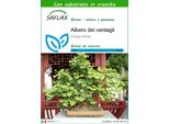 Saflax - Albero Dei Ventagli - 4 Semi - Con Substrato - Ginkgo