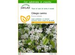 Saflax - Ciliegio Canino - 30 Semi - Con Substrato - Prunus