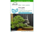 Saflax - Pino Giallo - 20 Semi - Con Substrato - Pinus