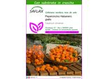 Saflax - Peperoncino Habanero Giallo - 10 Semi - Con Substrato - Capsicum
