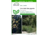 Saflax - Lino Delle Fate Gigante - 10 Semi - Con Substrato - Stipa