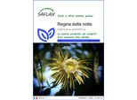 Saflax - Regina Della Notte - 40 Semi - Selenicerus