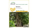 Saflax - Baniano - 20 Semi - Ficus