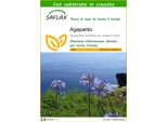 Saflax - Agapanto - 50 Semi - Con Substrato - Agapanthus