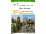 Saflax - Albero Di Giosuè - 10 Semi - Con Substrato - Yucca