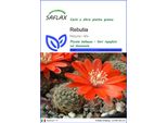 Saflax - Rebutia - 40 Semi - Rebutia