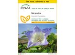 Saflax Insieme Di Coltivazione - Nicandra - 100 Semi - Nicandra