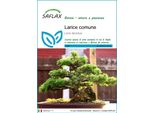 Saflax - Larice Comune - 75 Semi - Larix