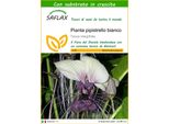 Saflax - Pianta Pipistrello Bianco - 10 Semi - Con Substrato - Tacca