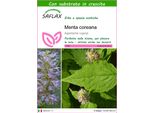 Saflax - Menta Coreana - 1200 Semi - Con Substrato - Agastache