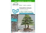Saflax - Casuarina Comune - 200 Semi - Con Substrato - Casuarina